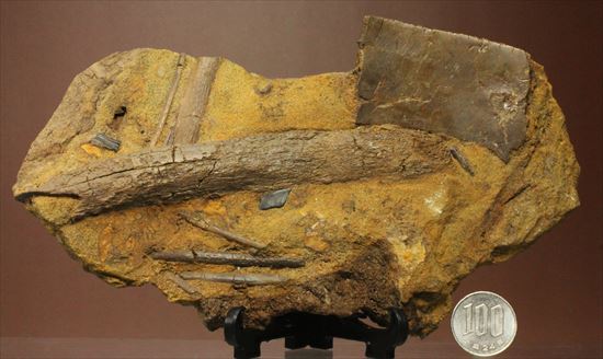 楽しみ方無限！発掘現場をそのままコレクション！エドモントサウルスの化石スラブ（その20）