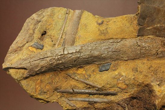 楽しみ方無限！発掘現場をそのままコレクション！エドモントサウルスの化石スラブ（その3）