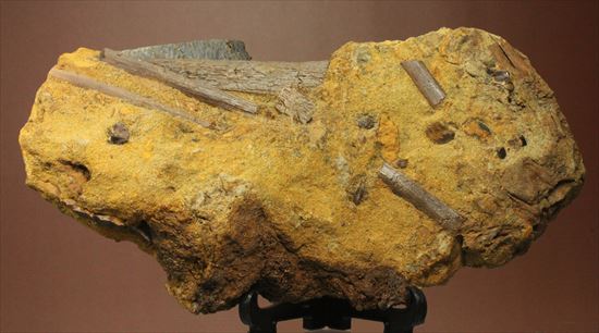 楽しみ方無限！発掘現場をそのままコレクション！エドモントサウルスの化石スラブ（その5）