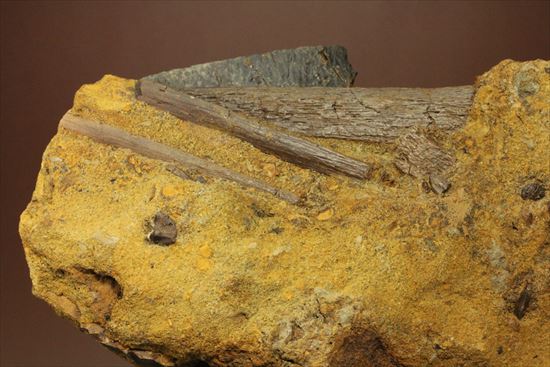 楽しみ方無限！発掘現場をそのままコレクション！エドモントサウルスの化石スラブ（その6）