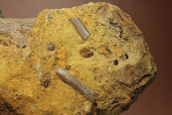 楽しみ方無限！発掘現場をそのままコレクション！エドモントサウルスの化石スラブ（その7）
