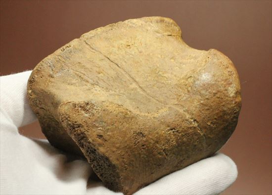 リーズナブルプライス!カモノハシ恐竜の代表格エドモントサウルスの脊椎骨(その10)
