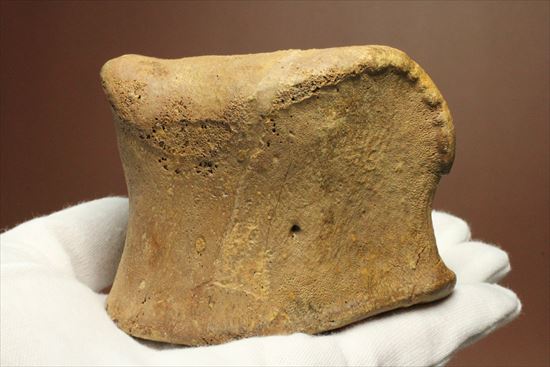 リーズナブルプライス!カモノハシ恐竜の代表格エドモントサウルスの脊椎骨(その11)