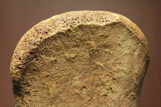 リーズナブルプライス!カモノハシ恐竜の代表格エドモントサウルスの脊椎骨(その12)