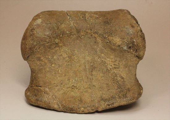リーズナブルプライス!カモノハシ恐竜の代表格エドモントサウルスの脊椎骨(その13)