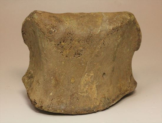 リーズナブルプライス!カモノハシ恐竜の代表格エドモントサウルスの脊椎骨(その14)