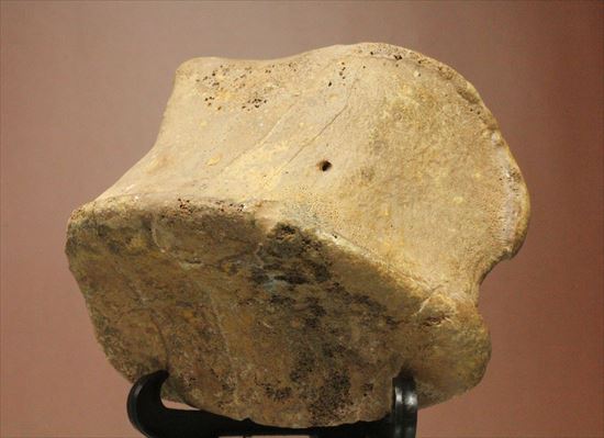 リーズナブルプライス!カモノハシ恐竜の代表格エドモントサウルスの脊椎骨(その2)