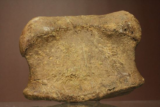 リーズナブルプライス！カモノハシ恐竜の代表格エドモントサウルスの脊椎骨（その3）