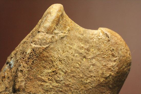 リーズナブルプライス！カモノハシ恐竜の代表格エドモントサウルスの脊椎骨（その6）