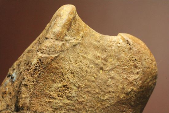 リーズナブルプライス!カモノハシ恐竜の代表格エドモントサウルスの脊椎骨(その6)