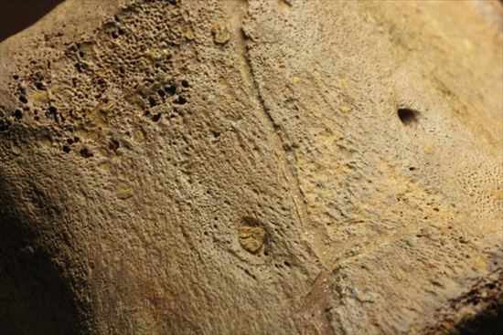 リーズナブルプライス!カモノハシ恐竜の代表格エドモントサウルスの脊椎骨(その7)