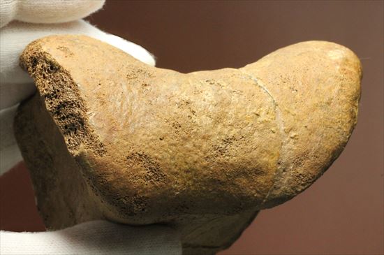 リーズナブルプライス!カモノハシ恐竜の代表格エドモントサウルスの脊椎骨(その8)