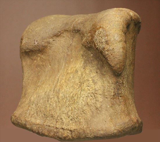 ２つの傷が印象的なエドモントサウルスの骨化石（その3）
