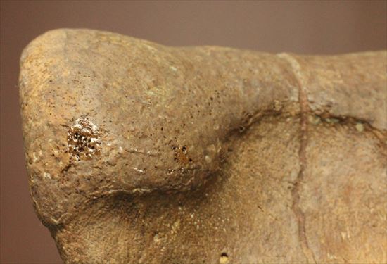 ２つの傷が印象的なエドモントサウルスの骨化石（その6）