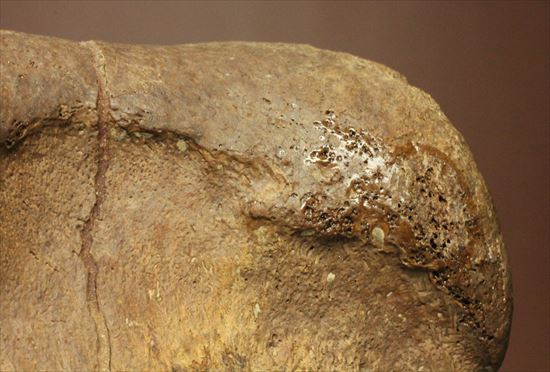 ２つの傷が印象的なエドモントサウルスの骨化石（その7）