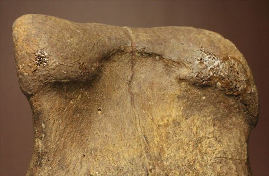 ２つの傷が印象的なエドモントサウルスの骨化石（その8）