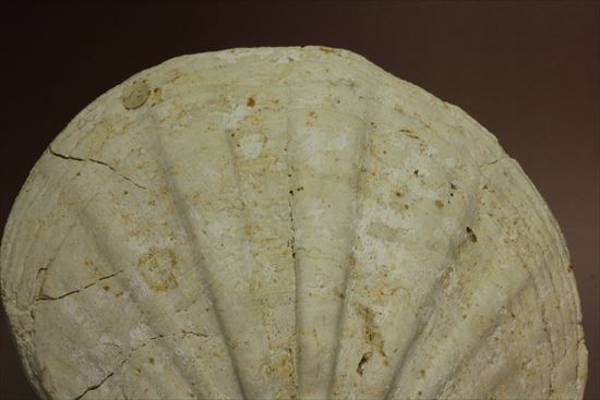古代のホタテ!!イタリア産巨大な貝化石(pecten fossil)!(その2)