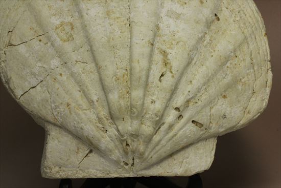 古代のホタテ!!イタリア産巨大な貝化石(pecten fossil)!(その3)