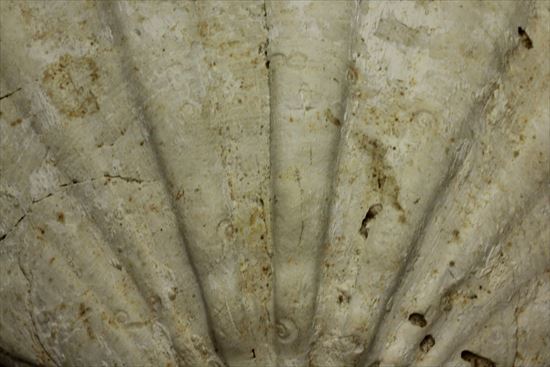 古代のホタテ!!イタリア産巨大な貝化石(pecten fossil)!(その4)