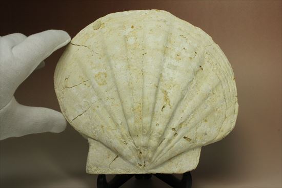古代のホタテ!!イタリア産巨大な貝化石(pecten fossil)!(その5)