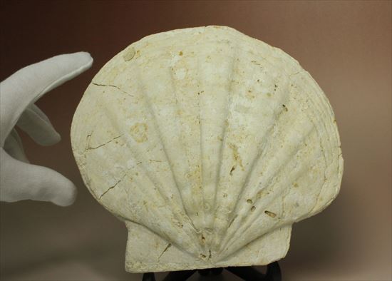 古代のホタテ!!イタリア産巨大な貝化石(pecten fossil)!(その6)