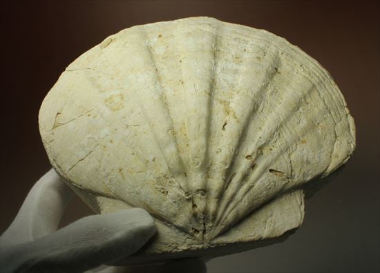 古代のホタテ!!イタリア産巨大な貝化石(pecten fossil)!(その7)