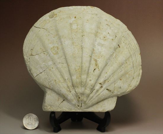古代のホタテ!!イタリア産巨大な貝化石(pecten fossil)!(その9)