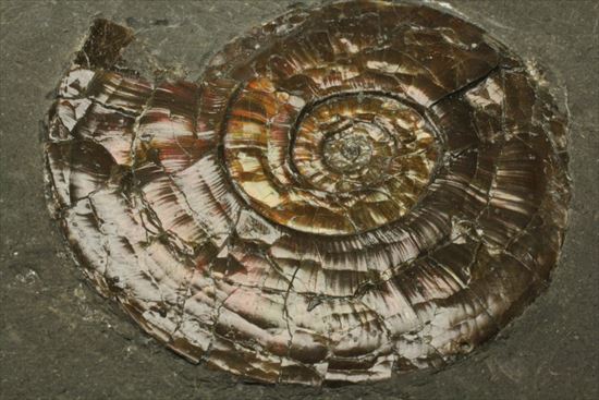 リーズナブル!4つの虹色アンモナイトが一度に鑑賞できるプレート標本(その15)