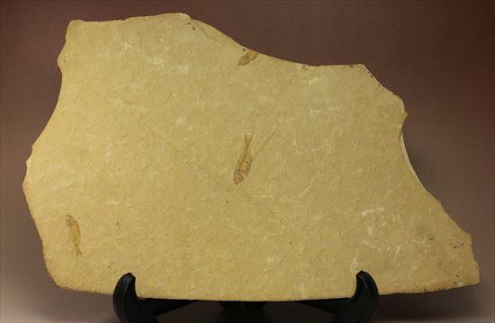 リーズナブルプライス！表も裏も魚化石だらけ！アメリカワイオミング州の魚の群集化石(Gosiutichtys parvus)プレート（その10）