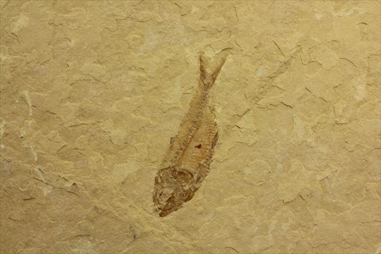 リーズナブルプライス！表も裏も魚化石だらけ！アメリカワイオミング州の魚の群集化石(Gosiutichtys parvus)プレート（その11）