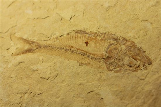 リーズナブルプライス！表も裏も魚化石だらけ！アメリカワイオミング州の魚の群集化石(Gosiutichtys parvus)プレート（その12）