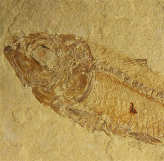 リーズナブルプライス！表も裏も魚化石だらけ！アメリカワイオミング州の魚の群集化石(Gosiutichtys parvus)プレート（その13）