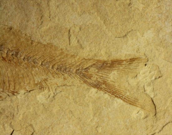 リーズナブルプライス！表も裏も魚化石だらけ！アメリカワイオミング州の魚の群集化石(Gosiutichtys parvus)プレート（その14）
