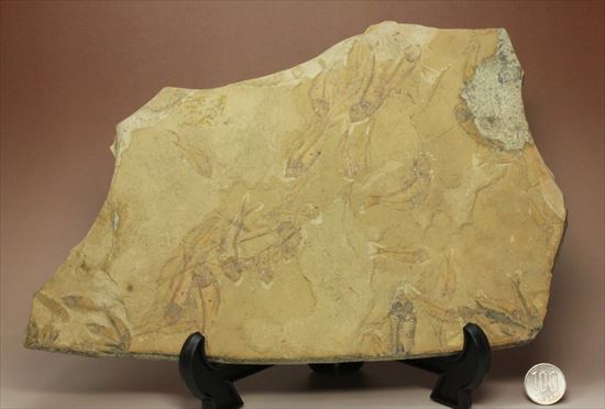 リーズナブルプライス！表も裏も魚化石だらけ！アメリカワイオミング州の魚の群集化石(Gosiutichtys parvus)プレート（その15）