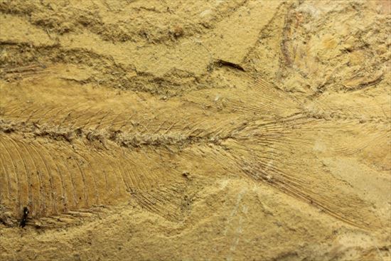 リーズナブルプライス！表も裏も魚化石だらけ！アメリカワイオミング州の魚の群集化石(Gosiutichtys parvus)プレート（その16）