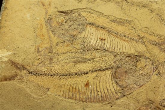 リーズナブルプライス！表も裏も魚化石だらけ！アメリカワイオミング州の魚の群集化石(Gosiutichtys parvus)プレート（その17）