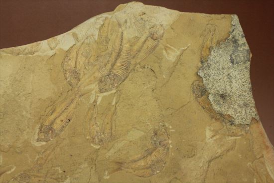 リーズナブルプライス！表も裏も魚化石だらけ！アメリカワイオミング州の魚の群集化石(Gosiutichtys parvus)プレート（その2）