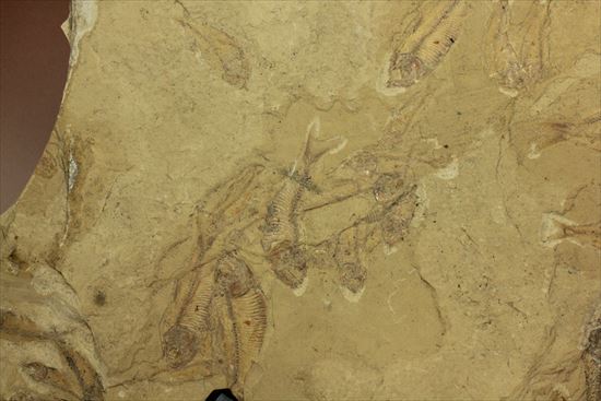 リーズナブルプライス！表も裏も魚化石だらけ！アメリカワイオミング州の魚の群集化石(Gosiutichtys parvus)プレート（その3）