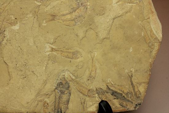 リーズナブルプライス！表も裏も魚化石だらけ！アメリカワイオミング州の魚の群集化石(Gosiutichtys parvus)プレート（その4）