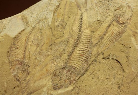 リーズナブルプライス！表も裏も魚化石だらけ！アメリカワイオミング州の魚の群集化石(Gosiutichtys parvus)プレート（その5）