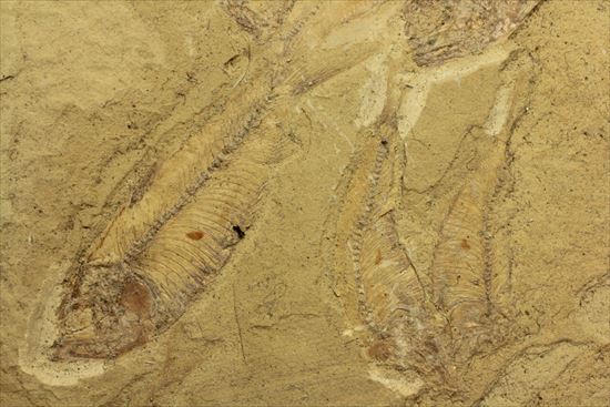 リーズナブルプライス！表も裏も魚化石だらけ！アメリカワイオミング州の魚の群集化石(Gosiutichtys parvus)プレート（その6）