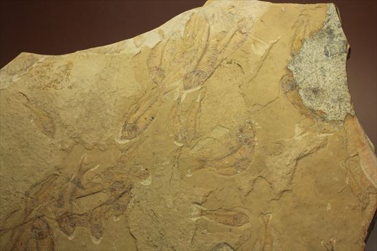 リーズナブルプライス！表も裏も魚化石だらけ！アメリカワイオミング州の魚の群集化石(Gosiutichtys parvus)プレート（その9）