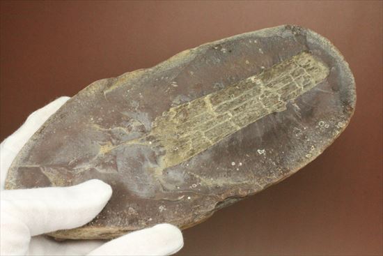 ネガポジ化石(その14)