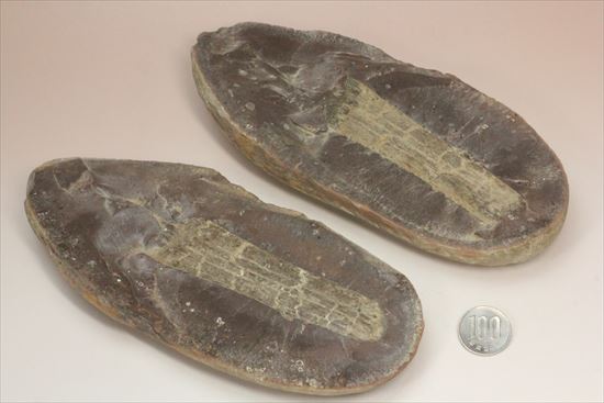 ネガポジ化石(その15)