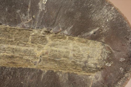 ネガポジ化石（その4）