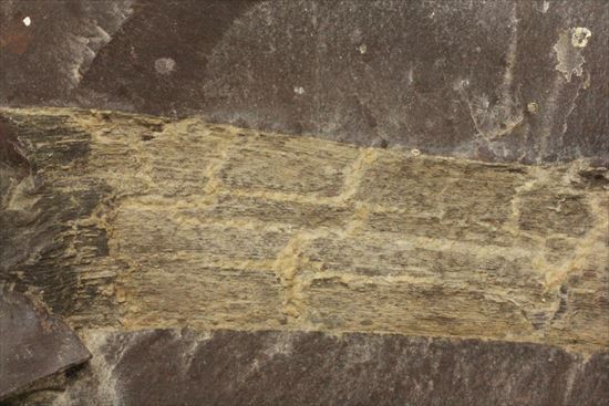 ネガポジ化石(その5)