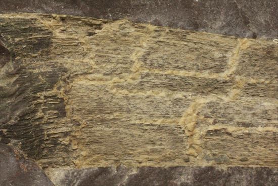 ネガポジ化石（その6）