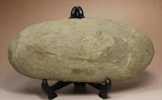 ネガポジ化石(その7)