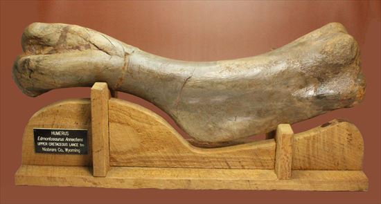 7kgオーバー!エドモントサウルスの上腕骨化石(その1)
