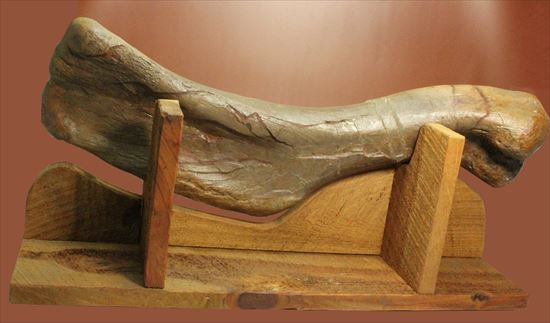 7kgオーバー!エドモントサウルスの上腕骨化石(その10)